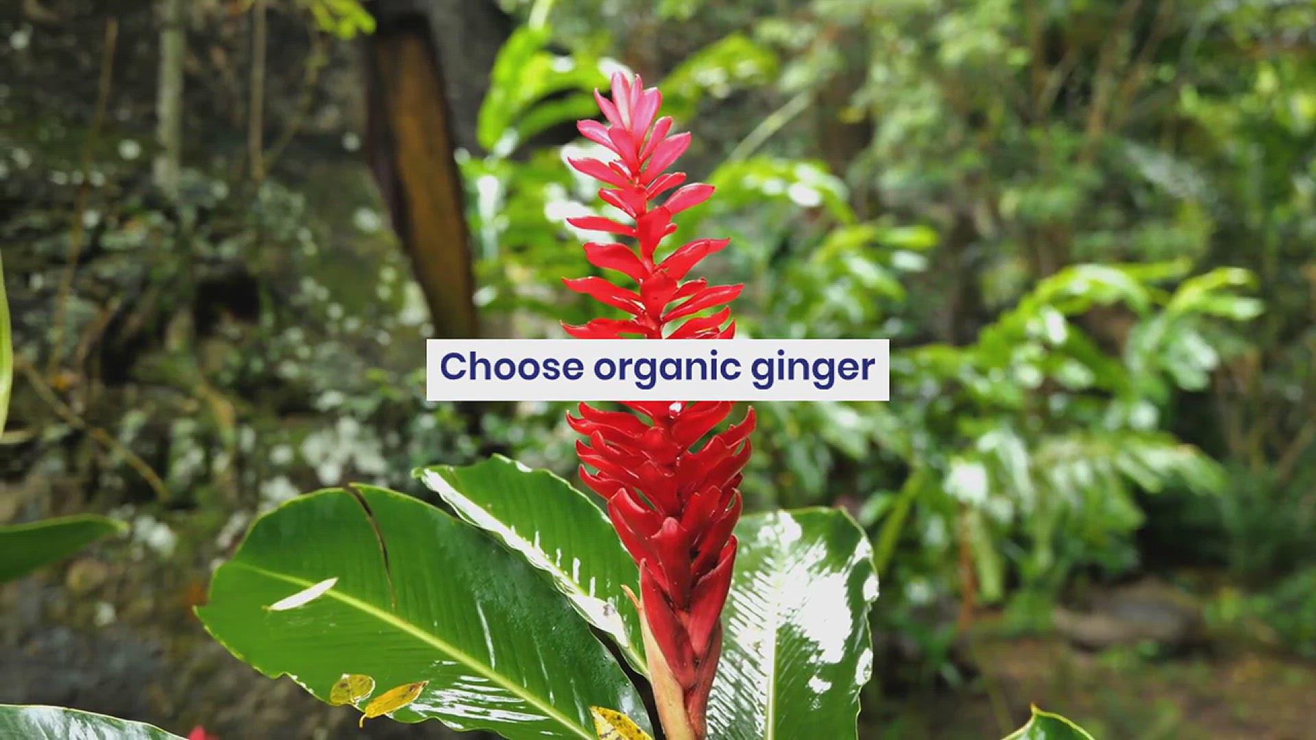'Video thumbnail for How to Grow Ginger in the Garden'