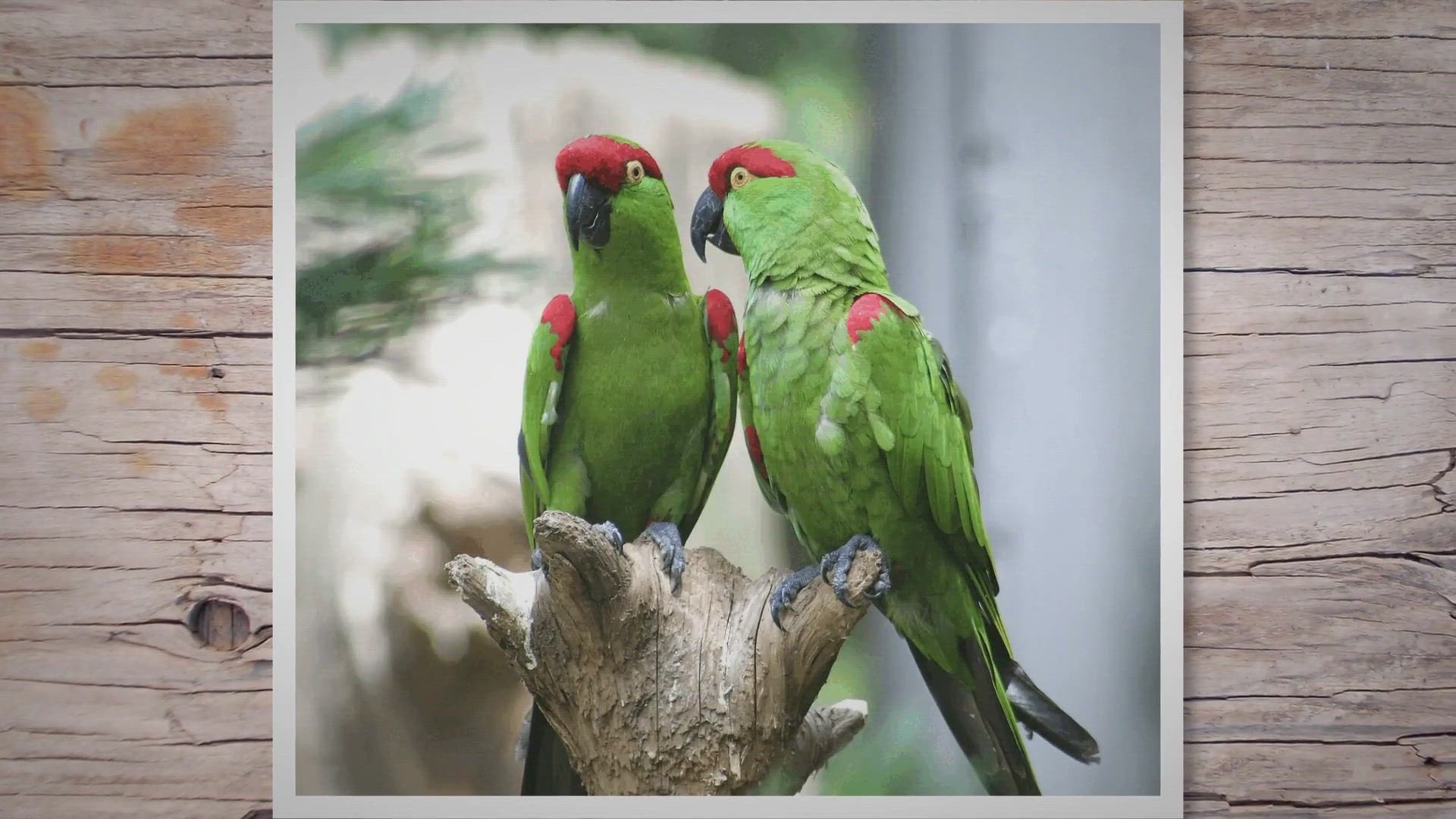 Video thumbnail for Check Parrot Lifespan - How Long Do Pet Parrots live?