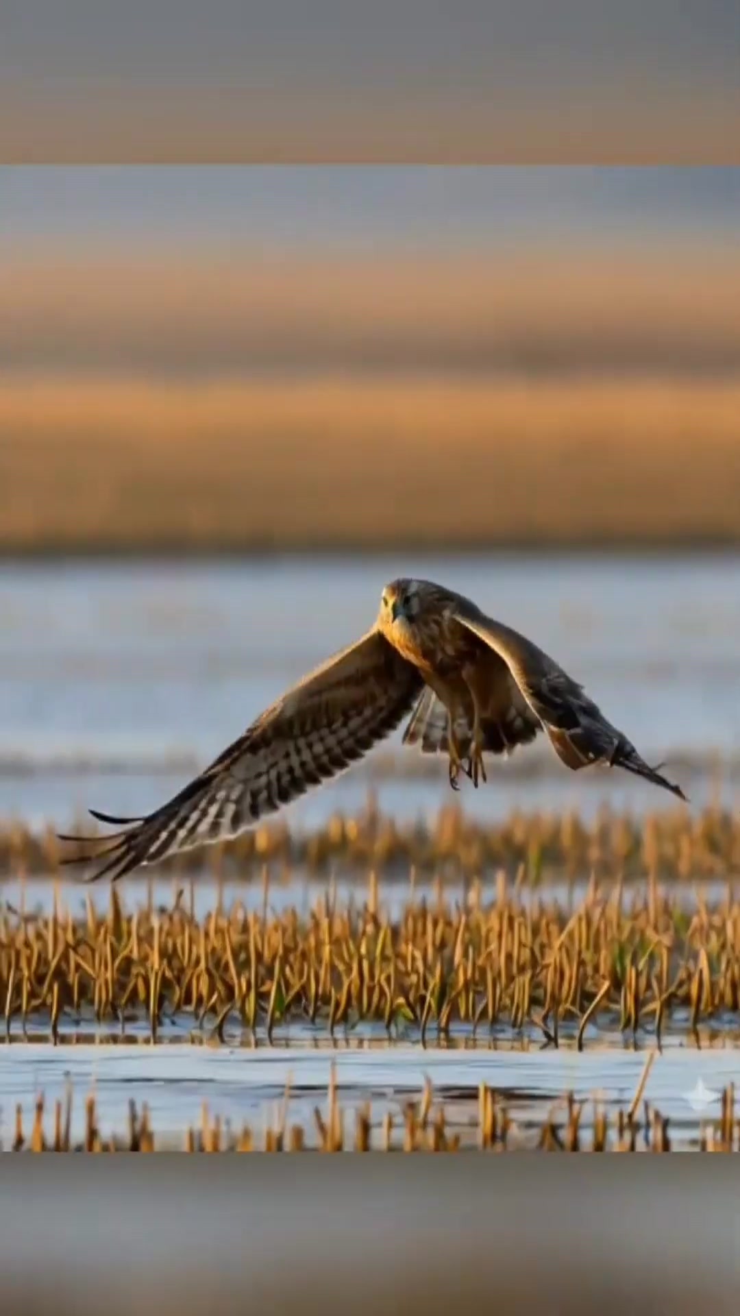 Video thumbnail for The African Marsh Harrier: The Master of stealth hunting