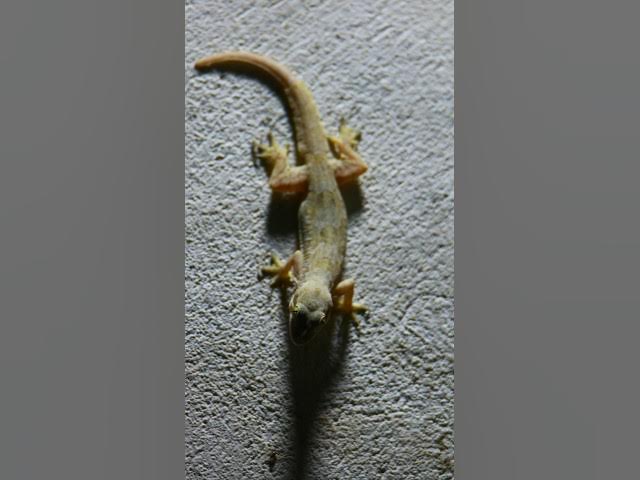 Video thumbnail for Gecko lizard wait eat 🦎#gecko #geckos #reptiles #lizard #exoticpet #Tuko #birds #wildlife