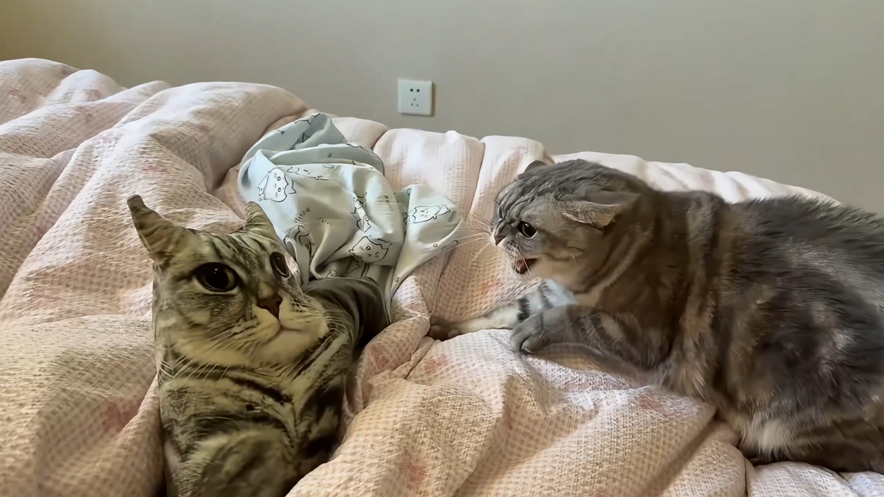 Video thumbnail for Cat Surprised by Realistic Cat Pillow in Liaoning