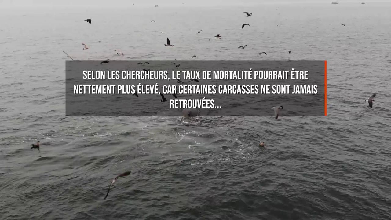 Video thumbnail for Le changement climatique entraînerait les baleines grises dans un piège mortel dans la baie de San Francisco.