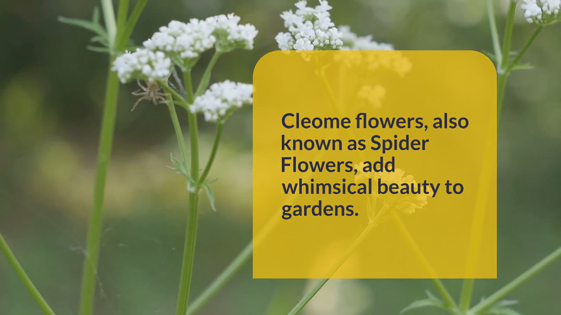 'Video thumbnail for How to Grow Cleome Flower'