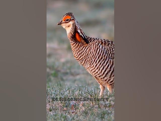Video thumbnail for Greater prairie-chicken