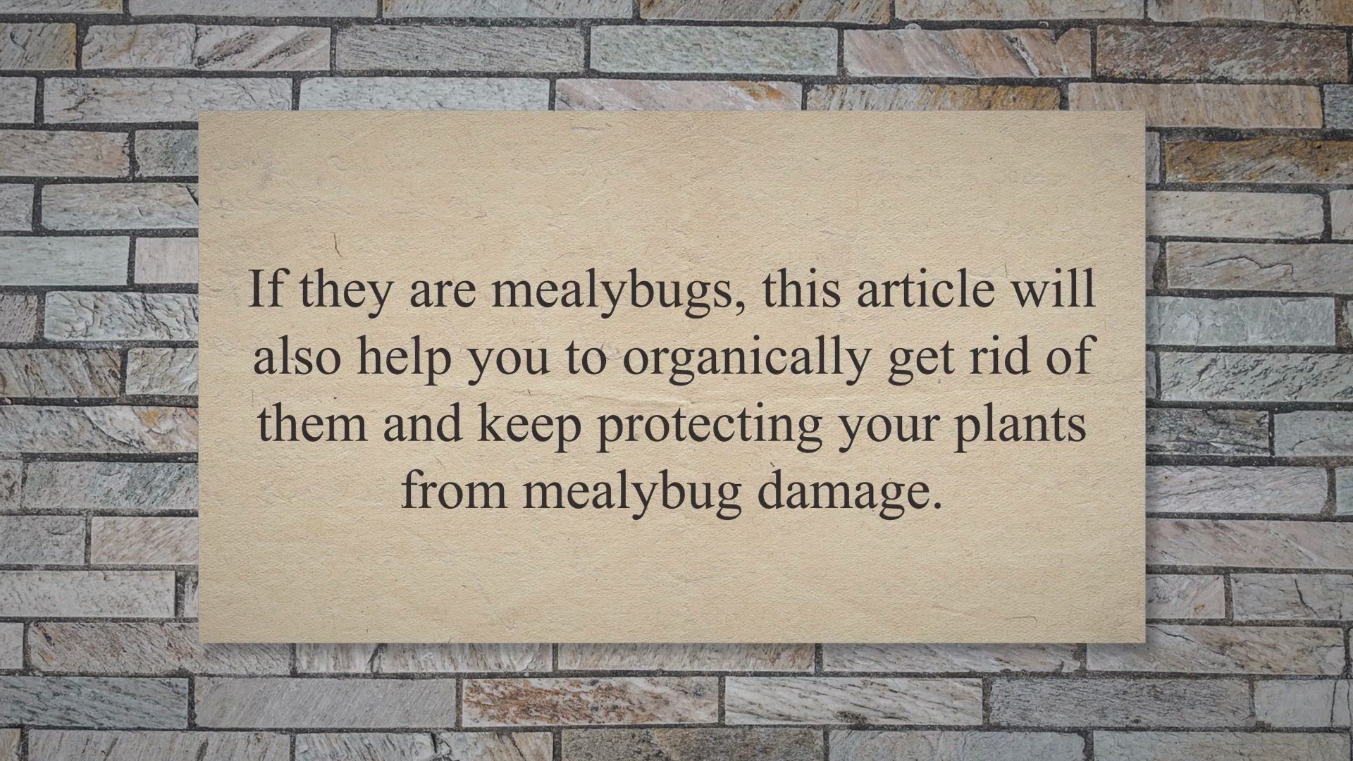 Video thumbnail for Mealybugs: white cotton-looking bugs on your vegetable plants?