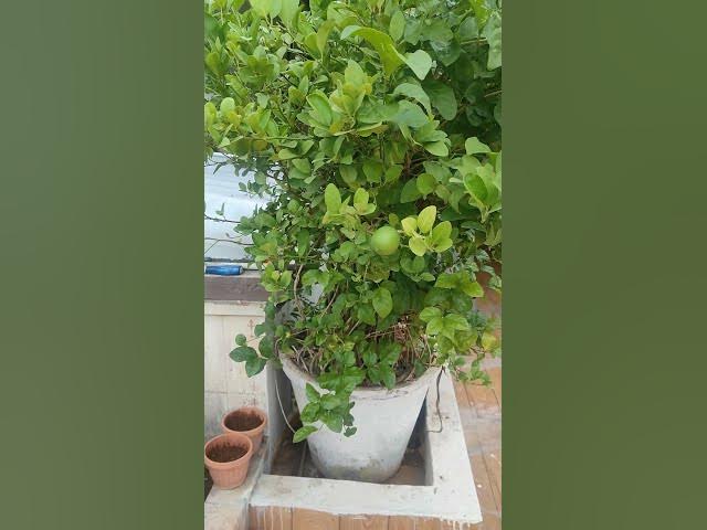 Video thumbnail for lemon tree#nature love #beautiful nature #relaxing music#trending #youtubevideos #subscribe