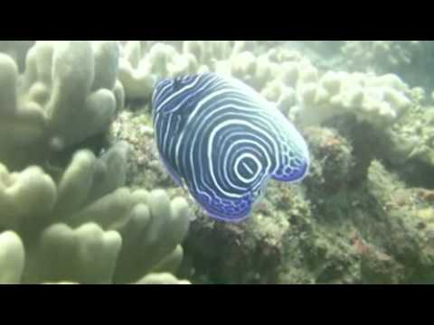 Video thumbnail for 201103 Stringer