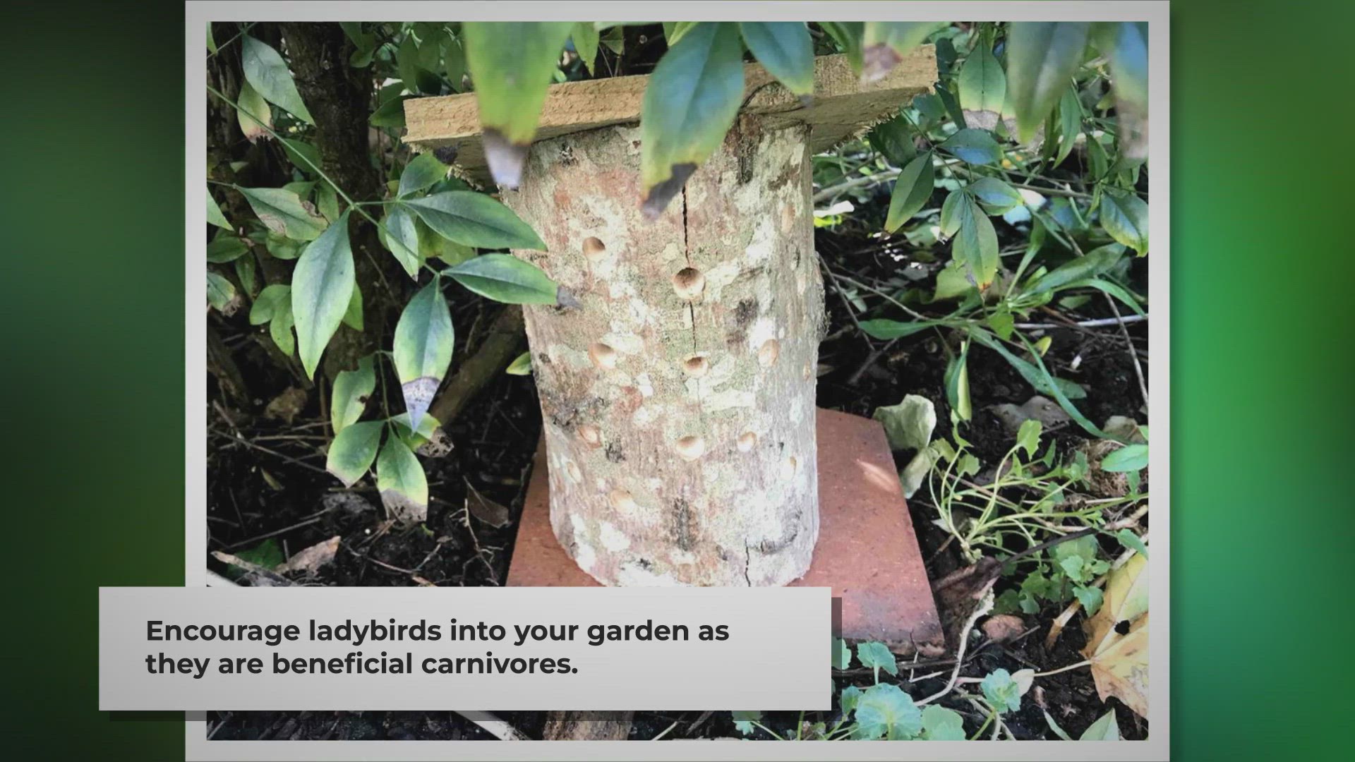 Video thumbnail for DIY Ladybird House: Attract Ladybirds