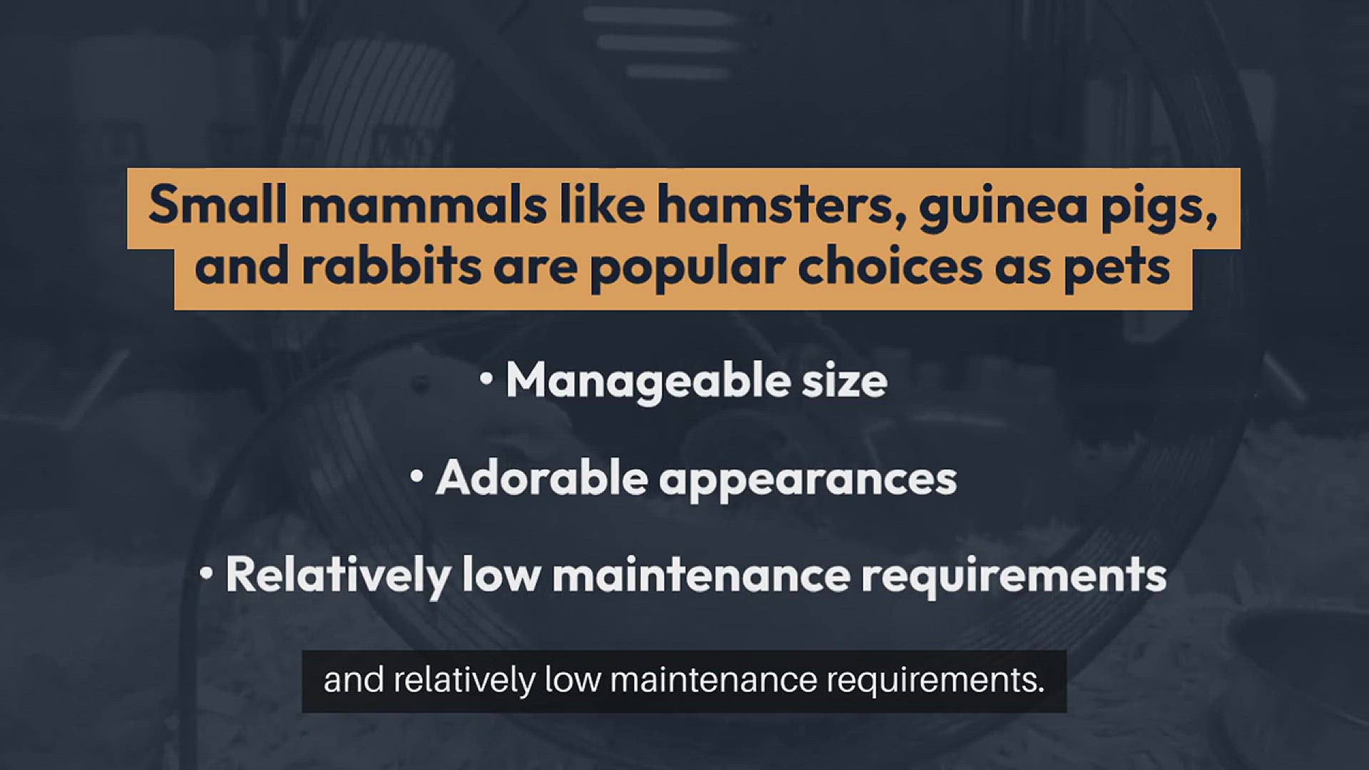 Video thumbnail for Small Mammals Hamsters, Guinea Pigs, and Rabbits