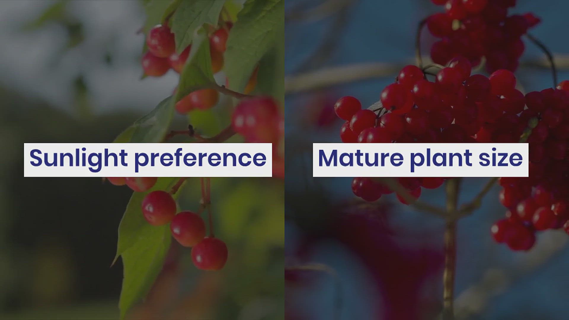 'Video thumbnail for How to Grow Viburnum in Your Garden'