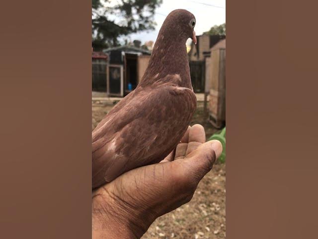 Video thumbnail for 2024