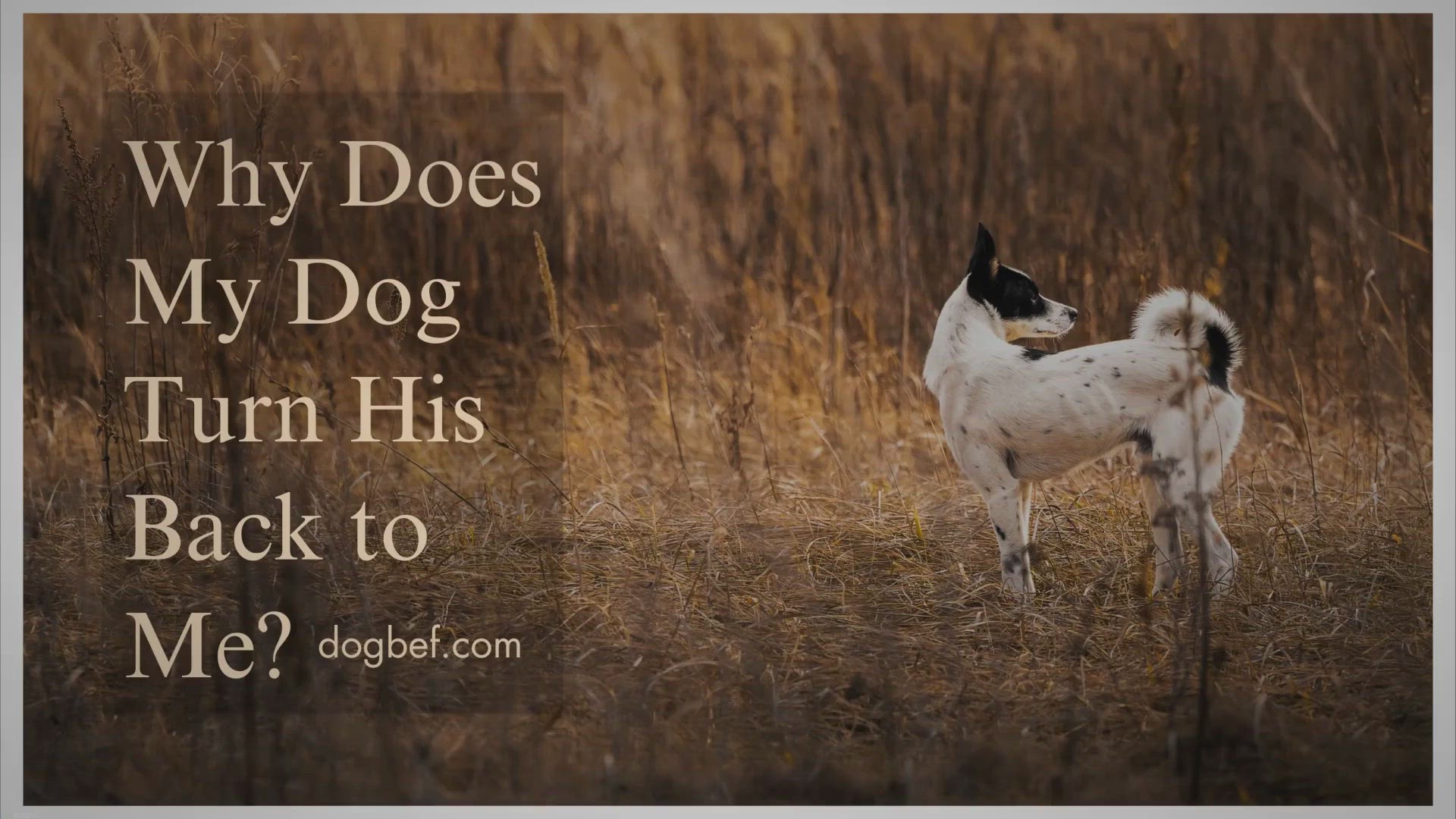 Video thumbnail for Why Does My Dog Turn His Back To Me?