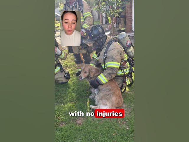 Video thumbnail for Hot Dog! Firefighters Rescue Roswell Pup