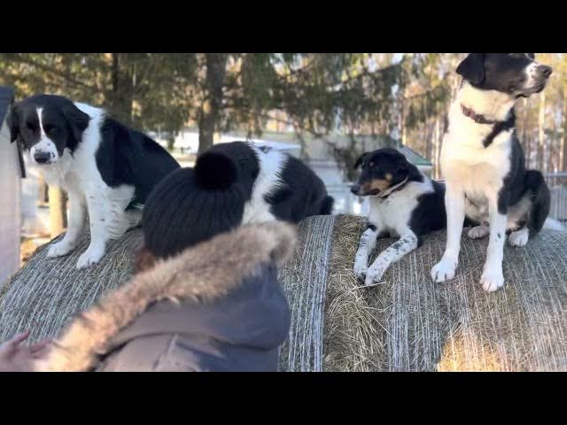 Video thumbnail for Unlocking the Healing Power of Animals: A Life-Changing Hike with Adorable Puppies & Dogs