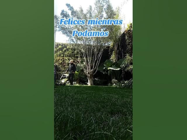 Video thumbnail for Jardín qué enamora con Muros Verdes 🇲🇽🇲🇽☺️☺️☺️☺️☺️#plakarqshop #rodrigoplakarq