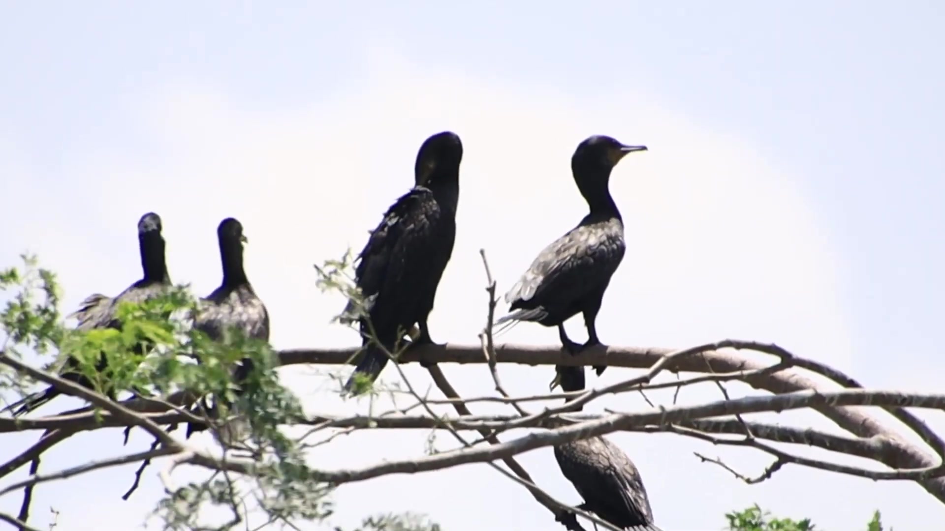 'Video thumbnail for The area of lake, black bird a lot at here'