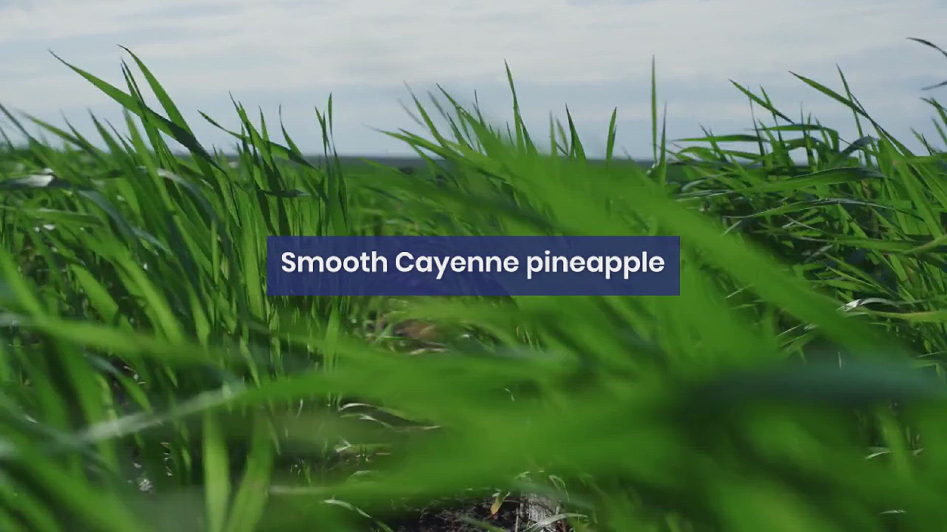 'Video thumbnail for How to Grow Pineapple in the Garden'