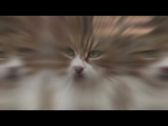 Video thumbnail for Tiggs... He's always done it his way!