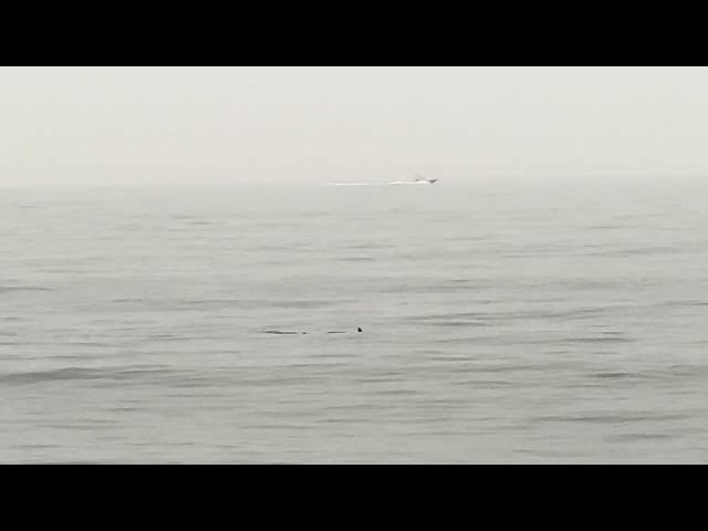 Video thumbnail for A Shark Off of Bay Head