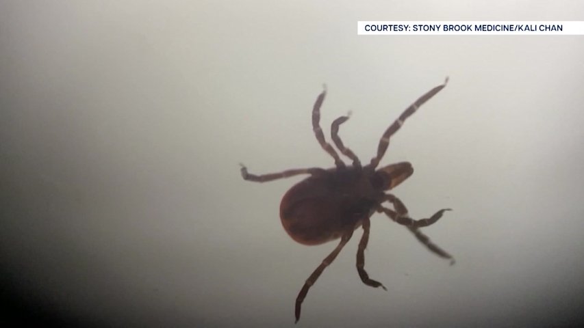 Video thumbnail for Parents challenge school district’s claims about tick sightings at Miller Place school