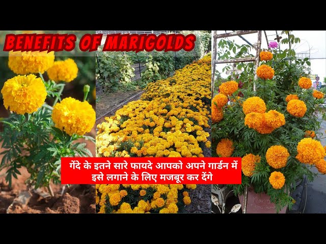 Video thumbnail for Benefits of Marigolds | Reasons Why You Should Grow Marigolds🏵️ in your Garden Hindi #marigold