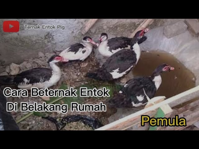 Video thumbnail for Cara Beternak Entok Di Belakang Rumah Untuk Pemula | Eps. 1