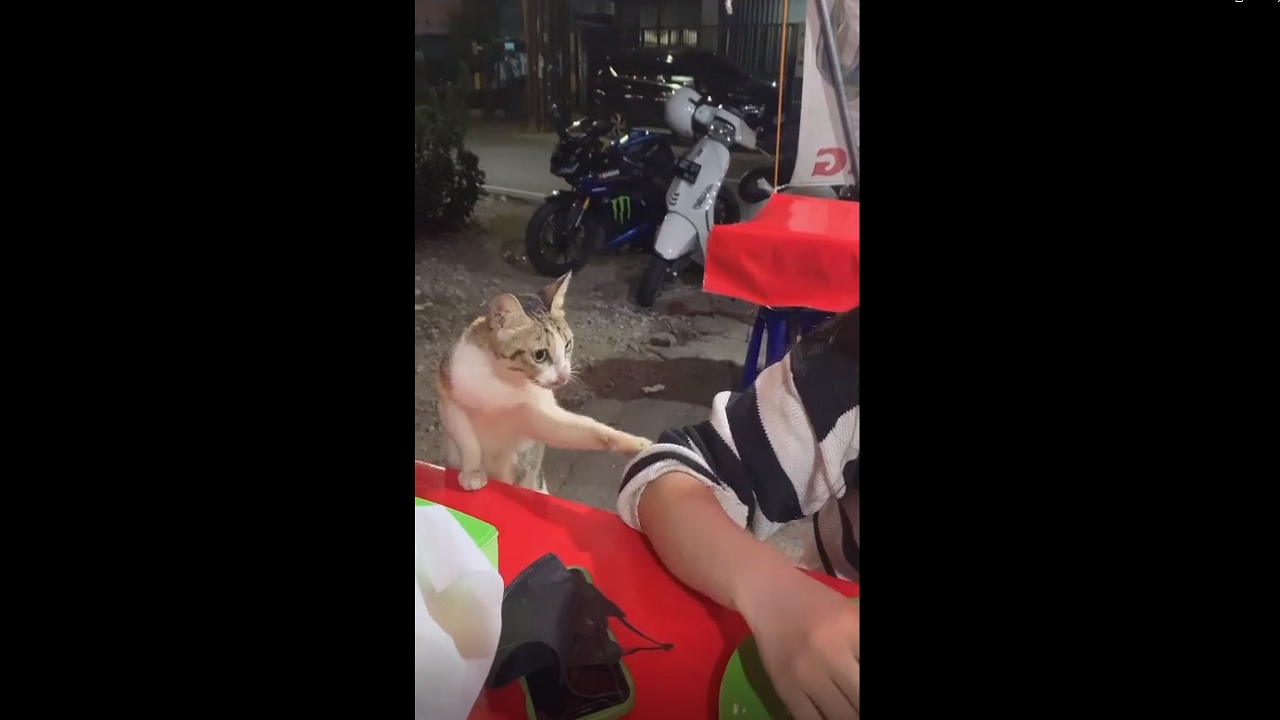 Video thumbnail for Cat Politely Begs Diners for Food at an Outdoor Restaurant