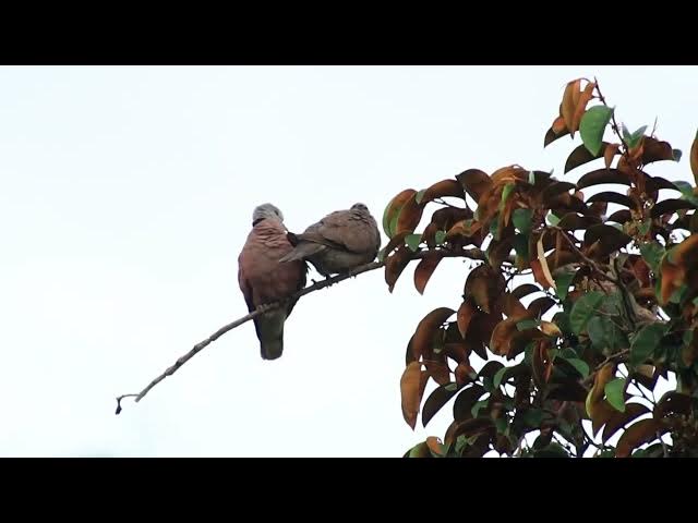 Video thumbnail for At try wild dove bird stay here