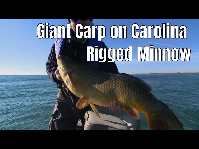 Video thumbnail for Guy Catches Giant Carp On Carolina Rigged Minnow Bait | Fish'n Canada