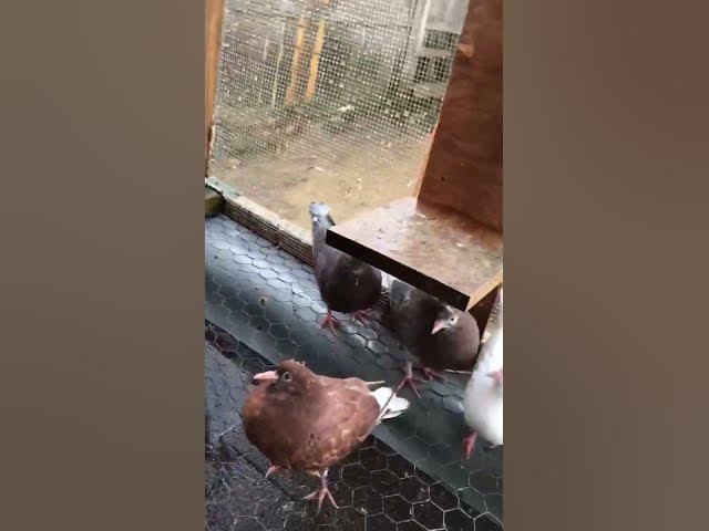 Video thumbnail for #pigeons