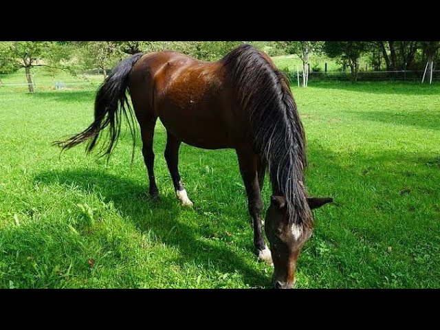 Video thumbnail for Aromatherapy for Horses: Using Essential Oils to Promote Relaxation and Well-Being