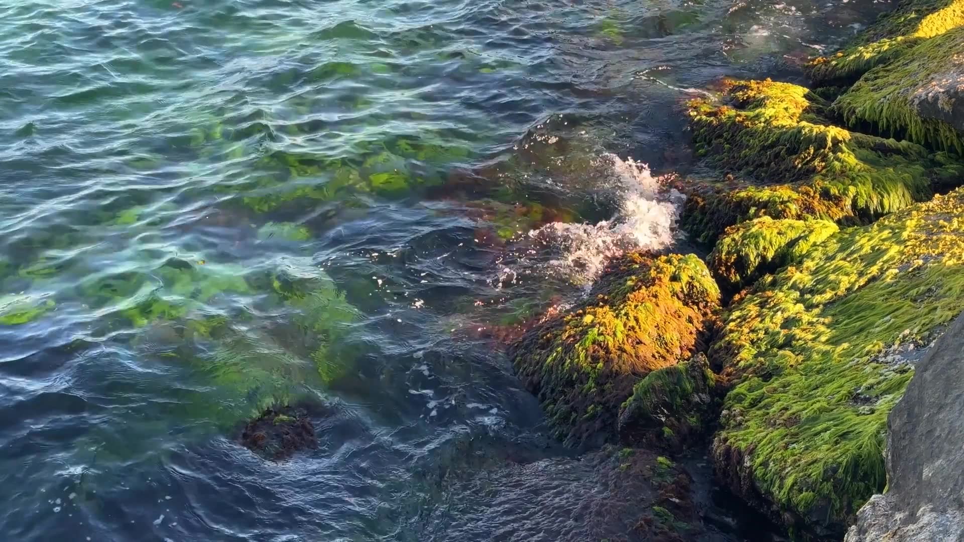 Video thumbnail for Sea Moss: Nature's Nutrient-Rich Superfood
