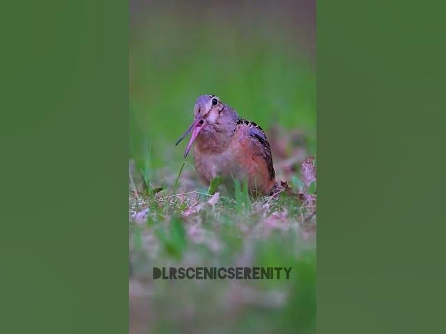 Video thumbnail for American woodcock