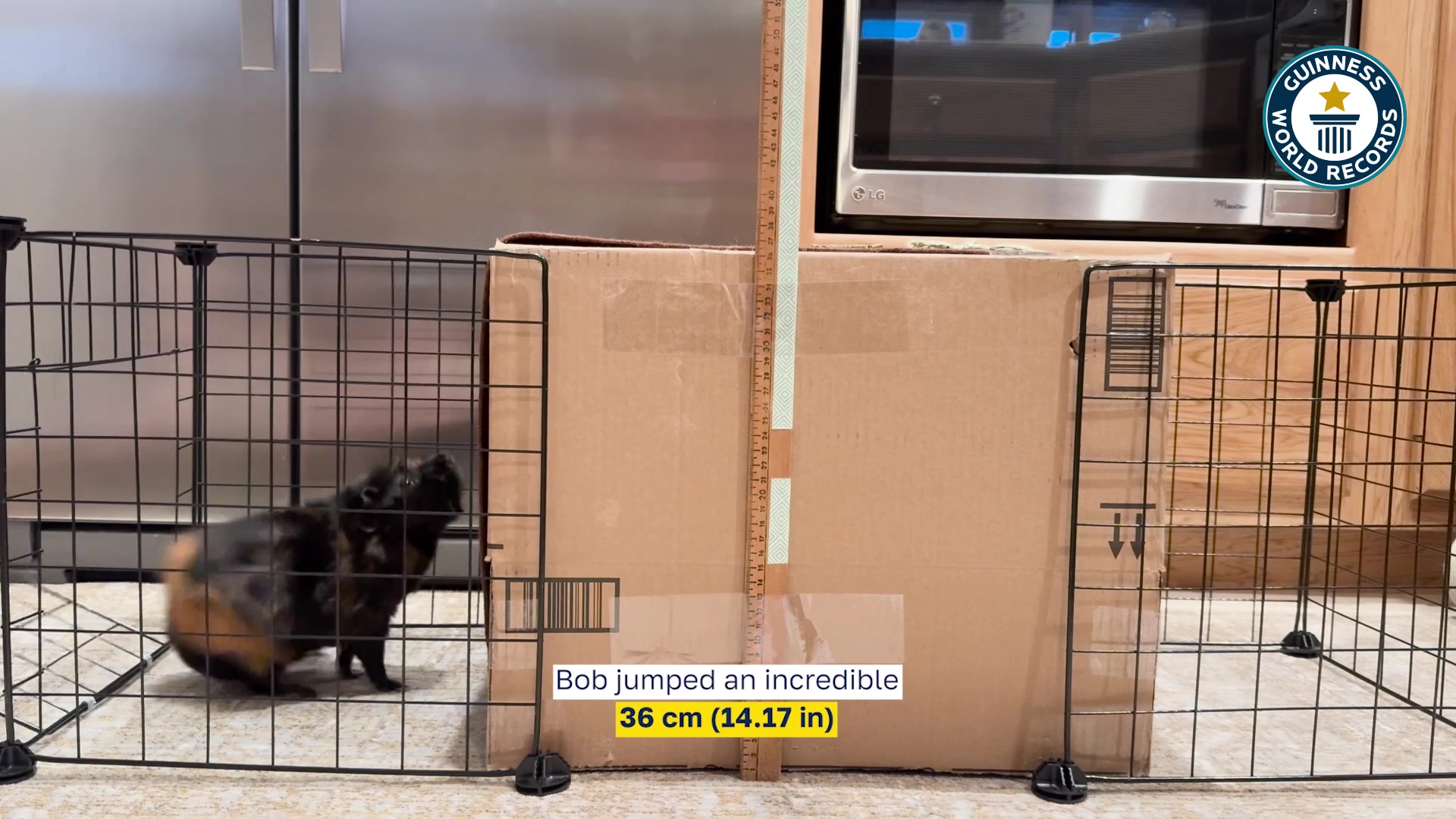 Video thumbnail for Highest platform jump by a guinea pig  36 cm (14.17 in) by Bob