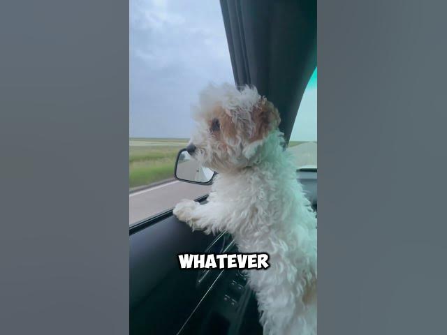 Video thumbnail for #shorts