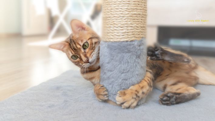 'Video thumbnail for The Ultimate Guide to Choosing the Perfect Scratching Post for Your Beloved Ragdoll Cat'