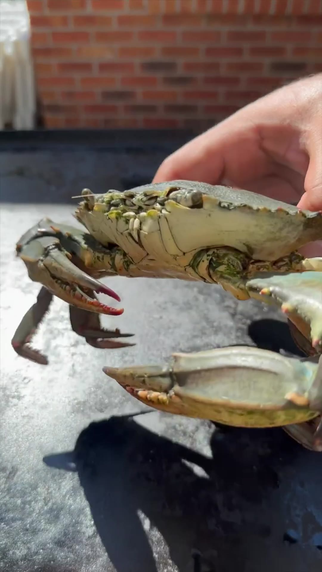 Video thumbnail for Soft Shell Crab Poboy   Sandwich Series Pt. 3(720P 60FPS)