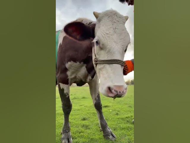 Video thumbnail for рд░реЛрддреА рд╣реБрдИ рдЧрд╛рдп рдХрд╛ рд░реЗрд╕реНрдХреНрдпреВ ЁЯШн | рджреЗрдЦрдХрд░ рдЖрдВрдЦреЗрдВ рднрд░ рдЖрдПрдВрдЧреА#Shorts#YTShorts#ViralShorts#Trending#ReelsIndia