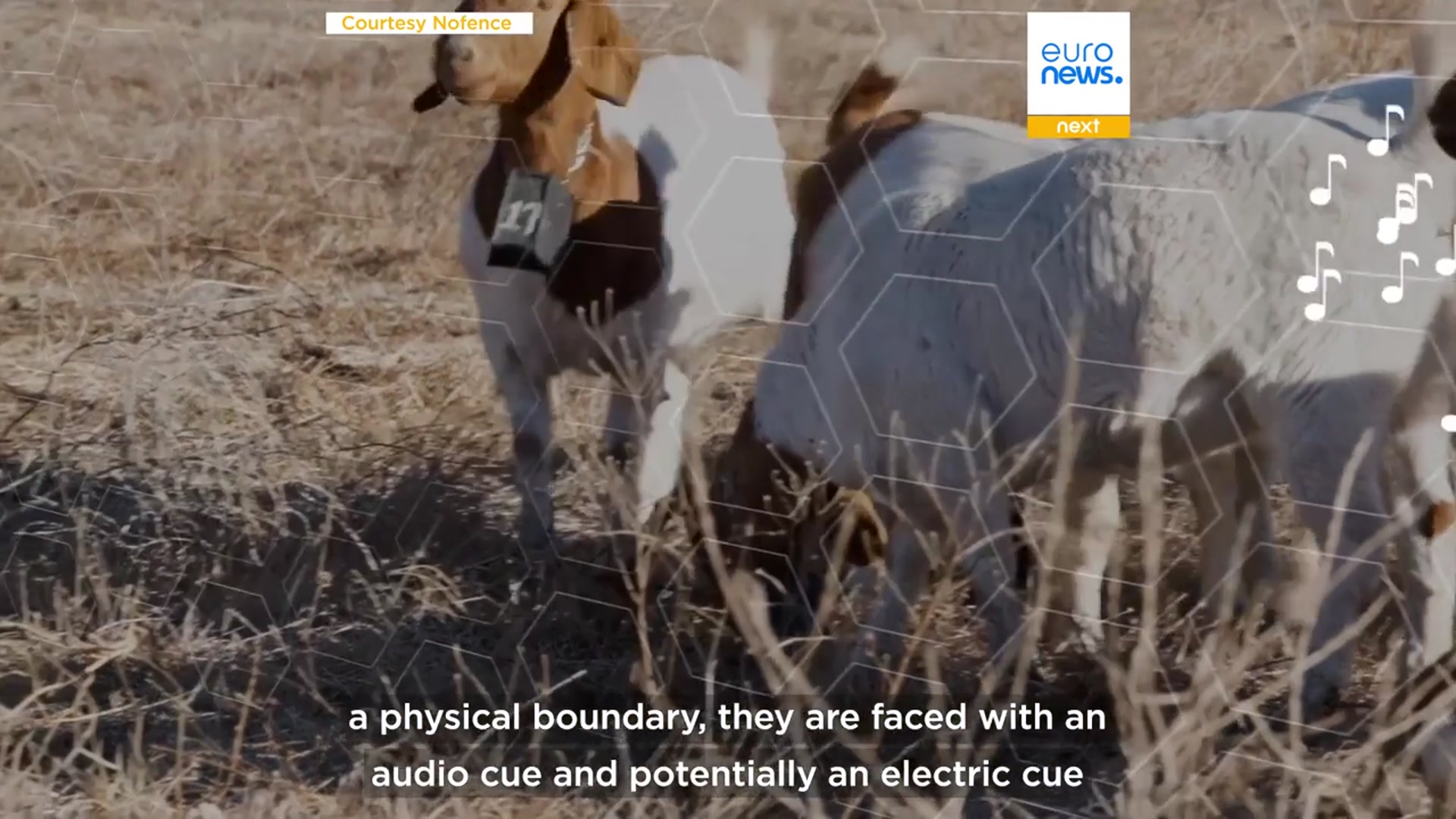 'Video thumbnail for Sweden and Denmark will soon legalise virtual fencing. What is it and is it safe?'