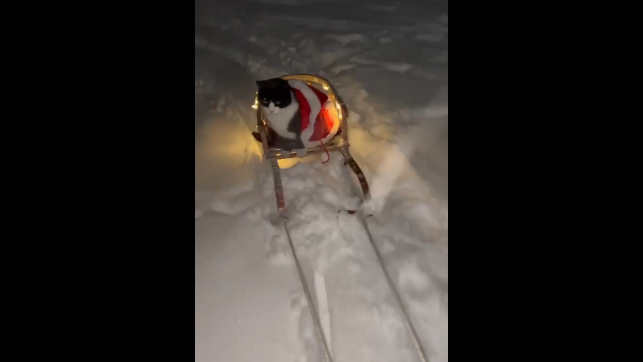 Video thumbnail for Cat Goes Sledding in an Adorable Santa Sweater