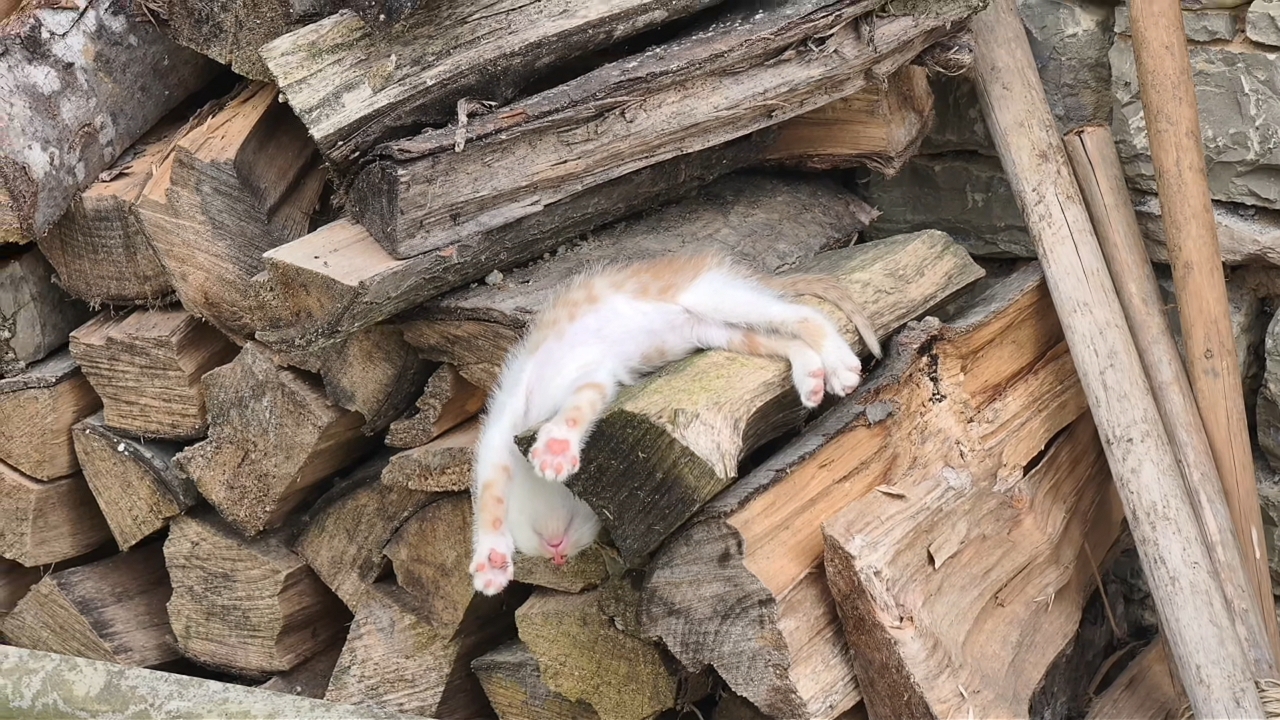 Video thumbnail for Kitten Sleeps on Wood Pile and Slides Off, Surprising Nearby Kittens