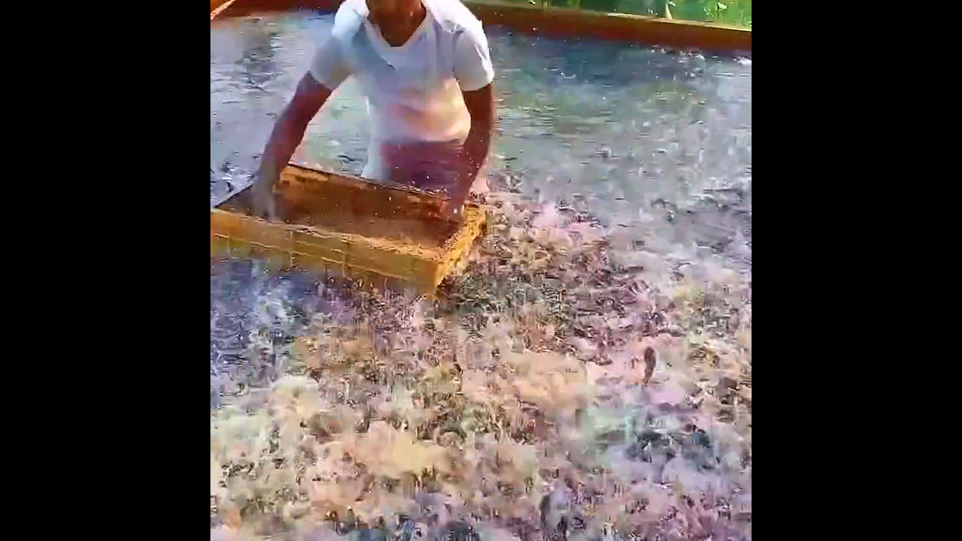 'Video thumbnail for Easy way to feed your catfish '