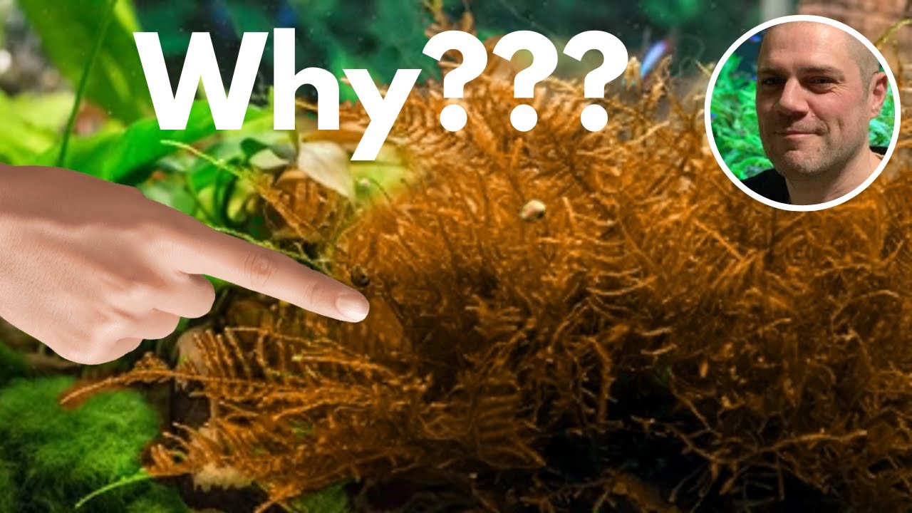 Video thumbnail for Banishing the Brown: Tips to Keep Your Java Moss Green and Lush