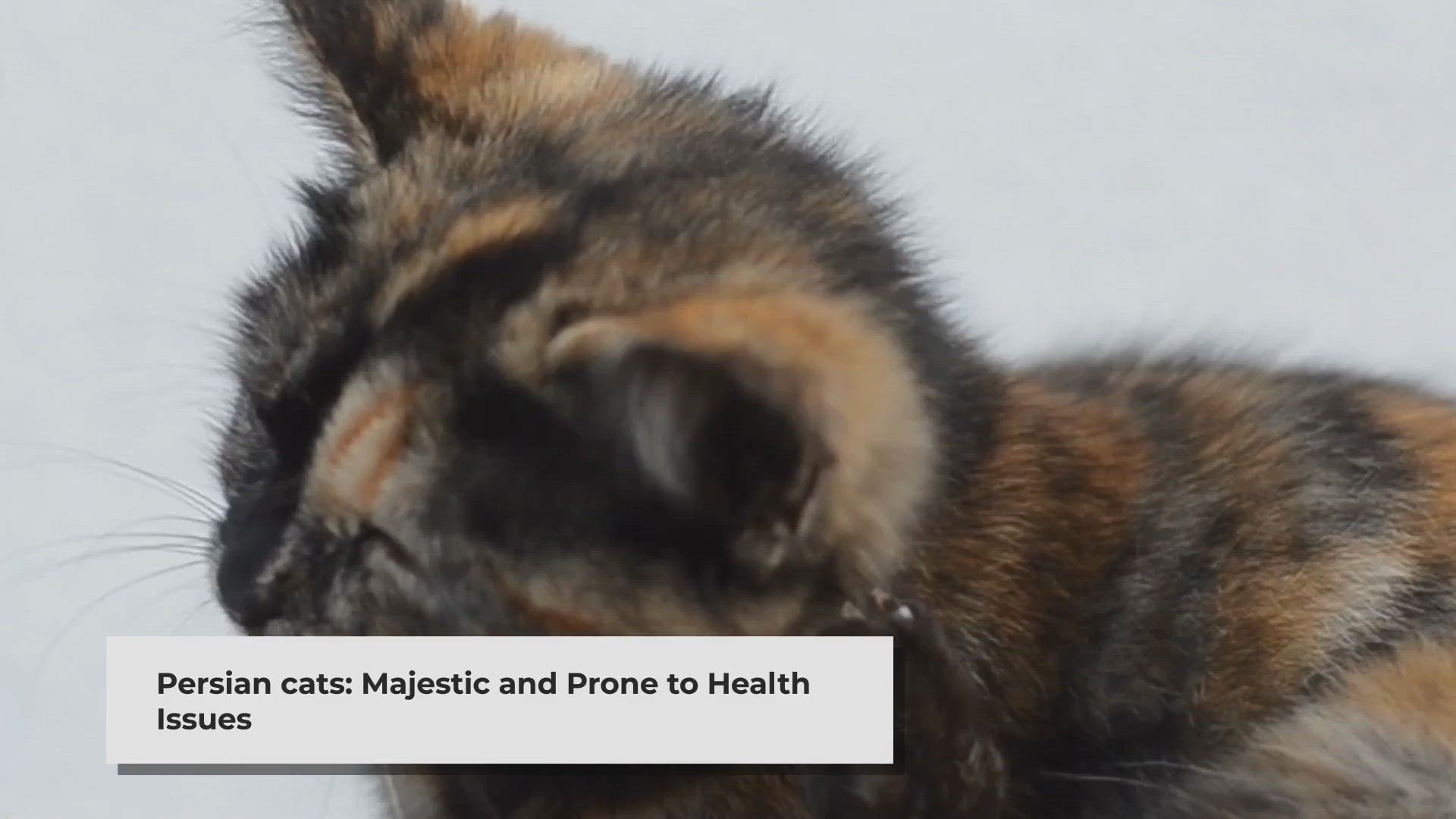 Video thumbnail for Understanding Persian Cat Sickness Symptoms: A Comprehensive Guide