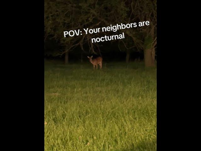 Video thumbnail for My neighbors are so peaceful ☺️#deer #naturenight #natureinteractions