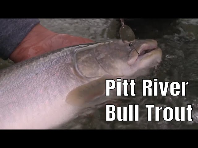 Video thumbnail for Pitt River Bull Trout in British Columbia  | Fish'n Canada