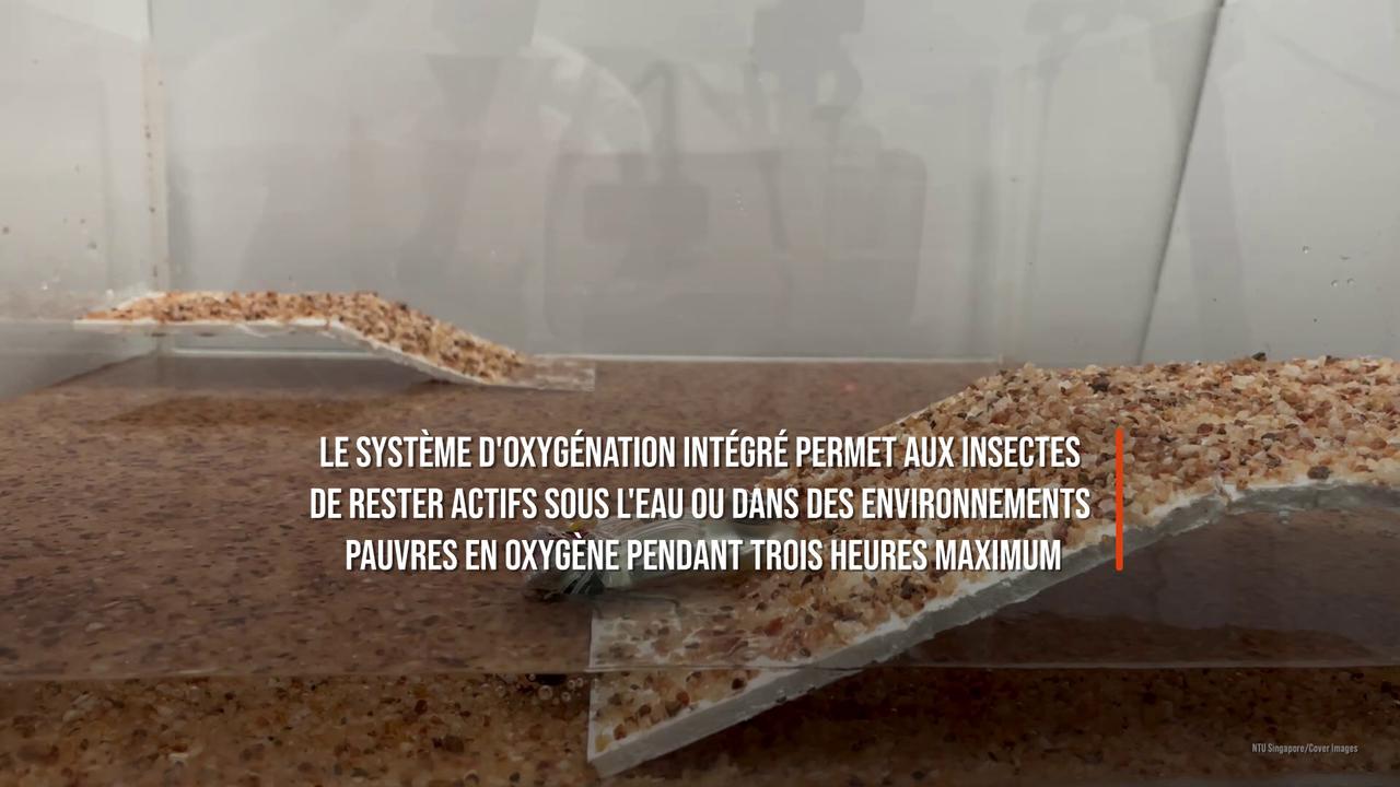 Video thumbnail for Des cafards «cyborgs» amphibie pour chercher des survivants après une catastrophe.