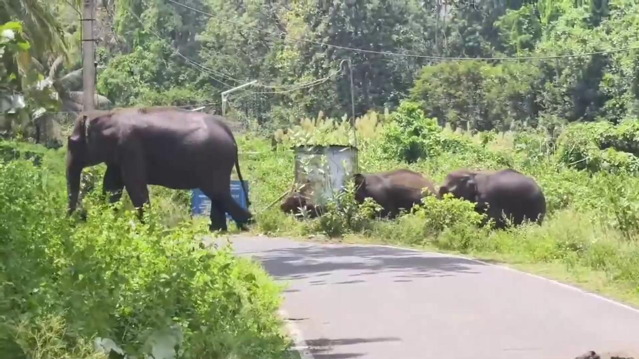 Video thumbnail for India: Injured Elephant Calf Monitored by Forest Officials in Coimbatore.