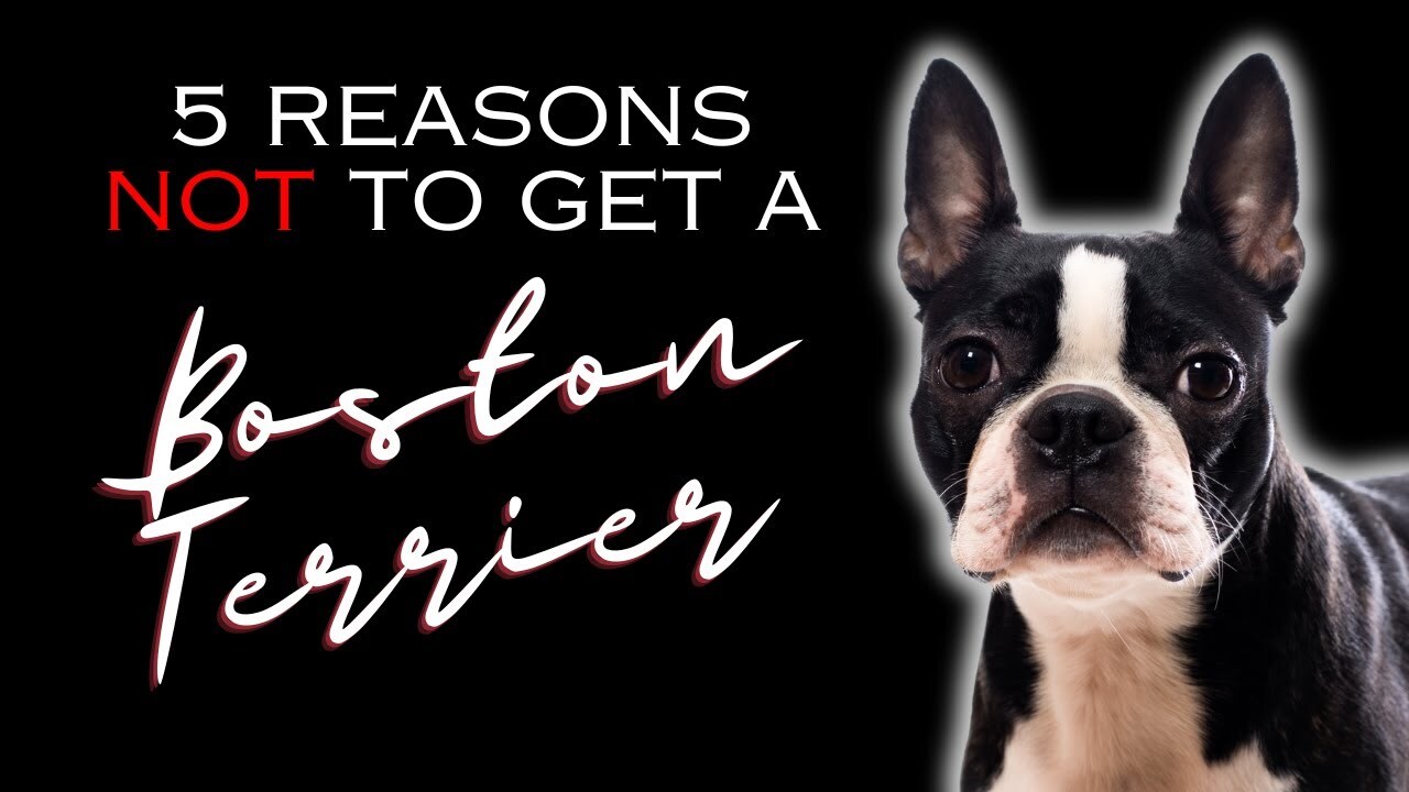 Video thumbnail for 5 Reasons NOT to Get a Boston Terrier - Dogs 101