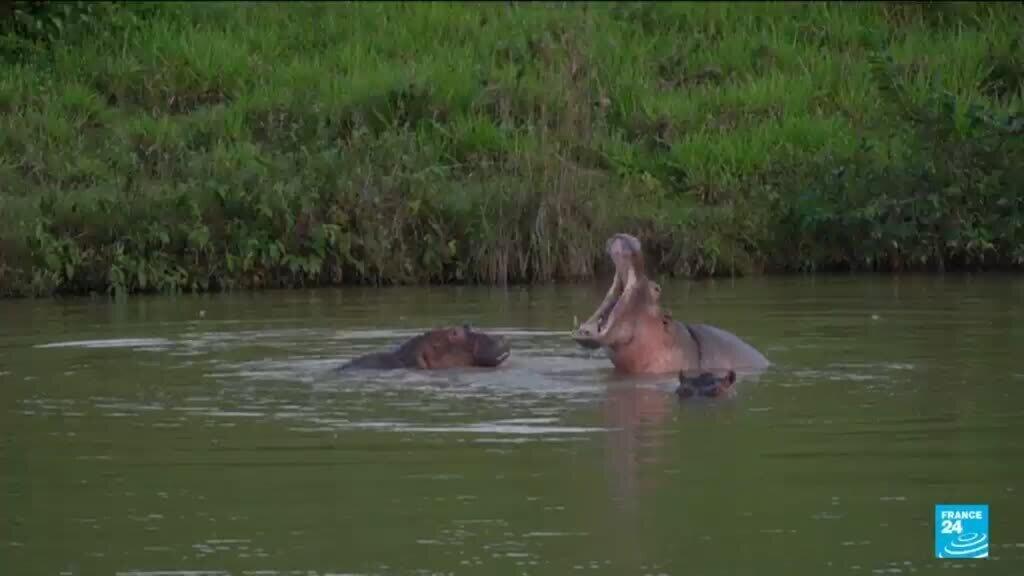 Video thumbnail for Colombia approves plan to cull roaming hippos linked to Pablo Escobar